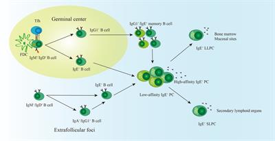 IgE-expressing long-lived plasma cells in persistent sensitization